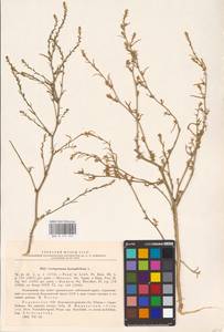 Corispermum hyssopifolium L., Eastern Europe, South Ukrainian region (E12) (Ukraine)