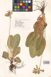 Primula veris subsp. macrocalyx (Bunge) Lüdi, Crimea (KRYM) (Russia)