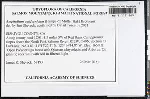 Amphidium californicum (Hampe ex Müll. Hal.) Broth., Bryophytes, Bryophytes - America (BAm) (United States)