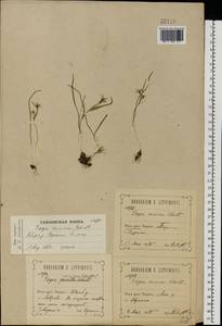 Gagea minima (L.) Ker Gawl., Eastern Europe, Central forest-and-steppe region (E6) (Russia)