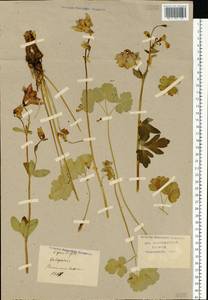 Aquilegia vulgaris L., Eastern Europe, Central forest-and-steppe region (E6) (Russia)