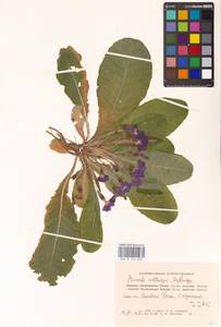 Primula vulgaris subsp. rubra (Sm.) Arcang., Caucasus, Abkhazia (K4a) (Abkhazia)
