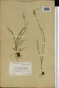 Carex pallescens L., Eastern Europe, Central forest-and-steppe region (E6) (Russia)