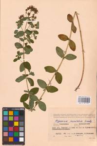 Hypericum maculatum Crantz, Eastern Europe, Western region (E3) (Russia)
