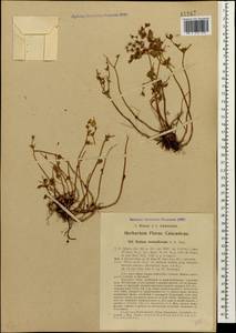 Phedimus stolonifer (S. G. Gmel.) 't Hart, Caucasus, Georgia (K4) (Georgia)