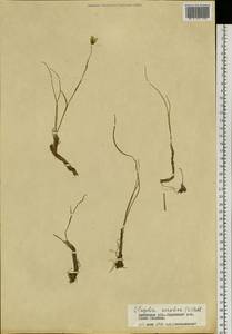 Gagea serotina (L.) Ker Gawl., Siberia, Baikal & Transbaikal region (S4) (Russia)