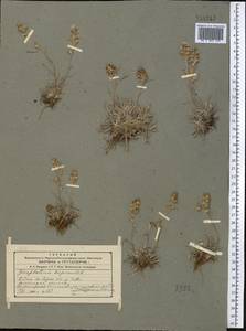 Omalotheca supina (L.) Cass., Middle Asia, Western Tian Shan & Karatau (M3)