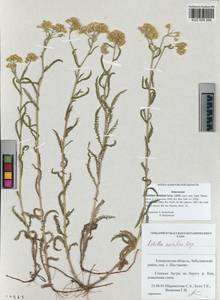 Achillea asiatica Serg., Siberia, Altai & Sayany Mountains (S2) (Russia)