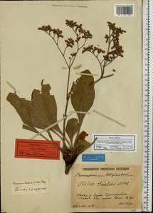 Limonium, Eastern Europe, Lower Volga region (E9) (Russia)