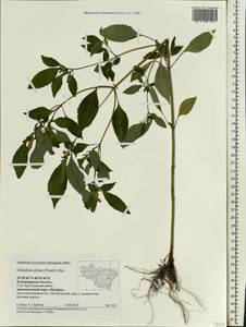 Elsholtzia ciliata (Thunb.) Hyl., Eastern Europe, Central region (E4) (Russia)