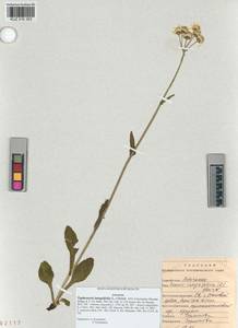 Tephroseris integrifolia (L.) Holub, Siberia, Altai & Sayany Mountains (S2) (Russia)