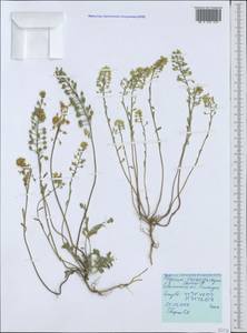 Alyssum trichostachyum Rupr., Crimea (KRYM) (Russia)