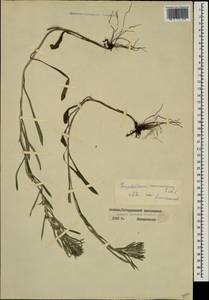 Omalotheca caucasica (Sommier & Levier) Czerep., Caucasus, Stavropol Krai, Karachay-Cherkessia & Kabardino-Balkaria (K1b) (Russia)