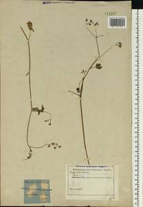 Torilis japonica (Houtt.) DC., Eastern Europe, Rostov Oblast (E12a) (Russia)