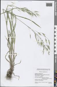 Bromus squarrosus L., Eastern Europe, Central forest-and-steppe region (E6) (Russia)