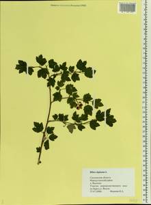 Ribes alpinum, Eastern Europe, Western region (E3) (Russia)