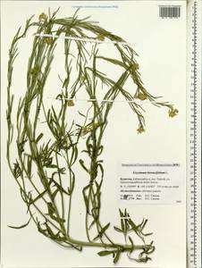Erysimum odoratum Ehrh., Siberia, Baikal & Transbaikal region (S4) (Russia)