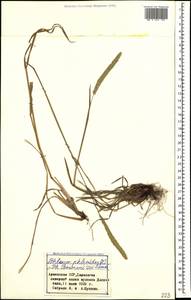 Phleum phleoides (L.) H.Karst., Caucasus, Armenia (K5) (Armenia)