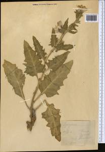 Hyoscyamus niger L., Middle Asia, Kopet Dag, Badkhyz, Small & Great Balkhan (M1) (Turkmenistan)