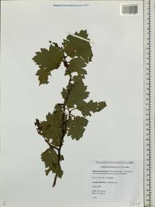 Crataegus maximowiczii C. K. Schneid., Siberia, Russian Far East (S6) (Russia)