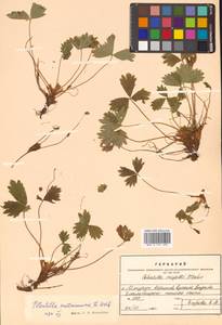 Potentilla matsumurae Th. Wolf, Siberia, Russian Far East (S6) (Russia)