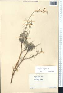 Astragalus brachylobus DC., Middle Asia, Syr-Darian deserts & Kyzylkum (M7) (Kazakhstan)