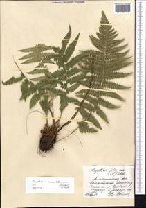Dryopteris, Middle Asia, Northern & Central Tian Shan (M4) (Kazakhstan)