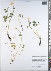 Callianthemum isopyroides (DC.) Witasek, Siberia, Russian Far East (S6) (Russia)