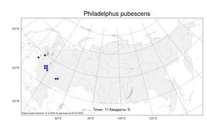 Philadelphus pubescens Loisel., Atlas of the Russian Flora (FLORUS) (Russia)