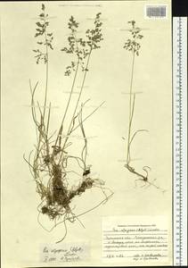 Poa alpigena Lindm., Siberia, Baikal & Transbaikal region (S4) (Russia)