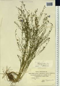 Linum perenne subsp. perenne, Siberia, Yakutia (S5) (Russia)