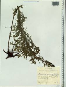 Artemisia glauca Pall. ex Willd., Siberia, Western Siberia (S1) (Russia)