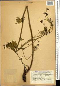 Eleutherospermum cicutarium (M. Bieb.) Boiss., Caucasus, South Ossetia (K4b) (South Ossetia)