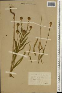 Cephalaria syriaca (L.) Schrad., South Asia, South Asia (Asia outside ex-Soviet states and Mongolia) (ASIA) (Turkey)