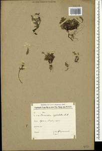 Paronychia cephalotes (M. Bieb.) Besser, Crimea (KRYM) (Russia)