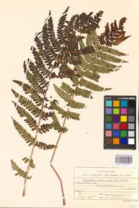 Dryopteris filix-mas (L.) Schott, Eastern Europe, Moscow region (E4a) (Russia)