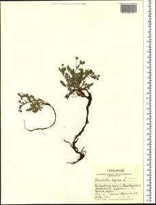 Sibbaldianthe bifurca subsp. bifurca, Siberia, Russian Far East (S6) (Russia)