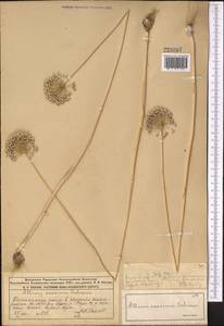 Allium caesium Schrenk, Middle Asia, Muyunkumy, Balkhash & Betpak-Dala (M9) (Kazakhstan)