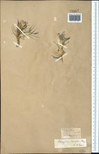 Astragalus asaphes Bunge, Middle Asia, Pamir & Pamiro-Alai (M2)