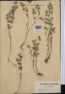 Clinopodium acinos (L.) Kuntze, Western Europe (EUR) (Romania)
