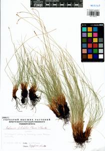 Carex macroprophylla (Y.C.Yang) S.R.Zhang, Siberia, Baikal & Transbaikal region (S4) (Russia)