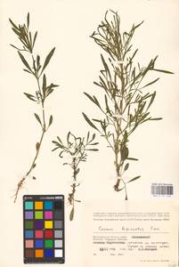 Cosmos bipinnatus Cav., Eastern Europe, Lower Volga region (E9) (Russia)