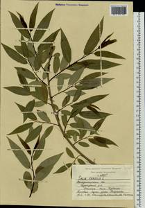 Salix fragilis L., Eastern Europe, Central region (E4) (Russia)