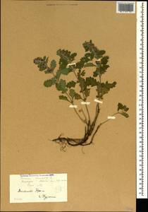 Teucrium chamaedrys L., Crimea (KRYM) (Russia)