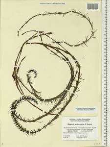 Hippuris tetraphylla L. fil., Eastern Europe, Northern region (E1) (Russia)