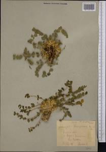 Astragalus, Middle Asia, Western Tian Shan & Karatau (M3) (Kyrgyzstan)