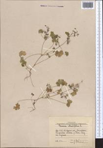 Geranium rotundifolium L., Middle Asia, Western Tian Shan & Karatau (M3) (Uzbekistan)