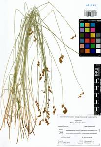 Carex praecox Schreb., Siberia, Baikal & Transbaikal region (S4) (Russia)