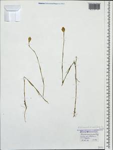 Petrorhagia prolifera (L.) P. W. Ball & Heywood, Caucasus, Black Sea Shore (from Novorossiysk to Adler) (K3) (Russia)