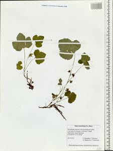 Rubus humulifolius C. A. Mey., Siberia, Baikal & Transbaikal region (S4) (Russia)